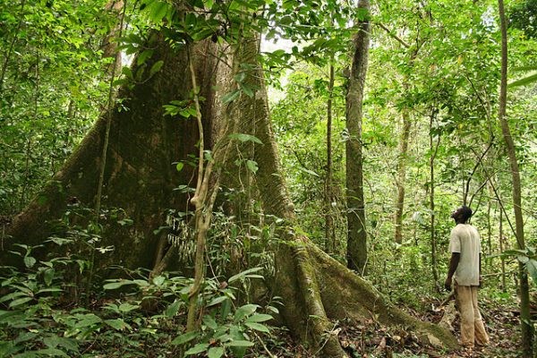 Mise en place de la finance verte au Gabon